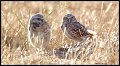 _2SB6691 burrowing owls